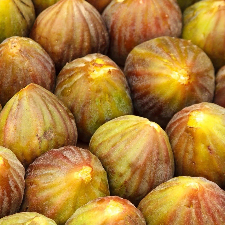 Brown Turkey Fig Cuttings – 4 Unrooted 6-8 Inch Ficus carica for Propagation, Fig Tree Scions, Home Garden Planting