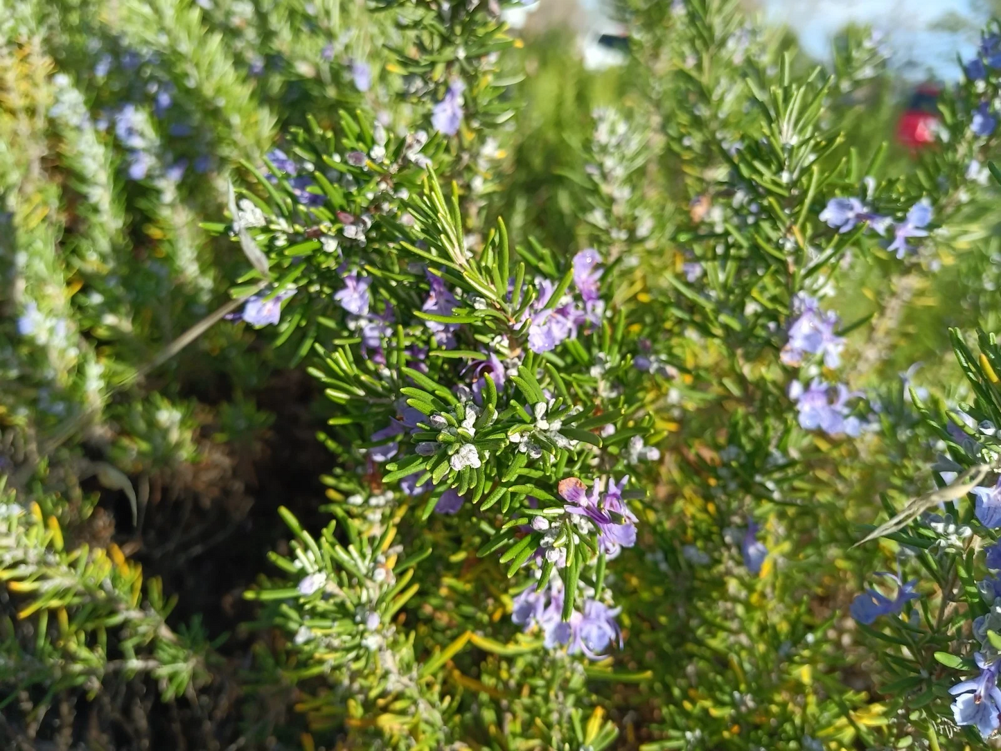 12 Unrooted Rosemary Cuttings 10 Inches Long for Propagation - Salvia rosmarinus