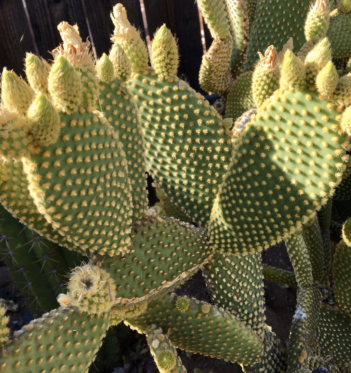 Bunny Ears Cactus Pads Set of 5 Unrooted Live Opuntia Microdasys for Propagation - Green Cactus Pads for Succulent Collections