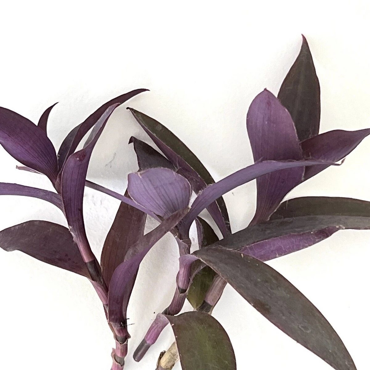 Tradescantia Pallida Cuttings | 3 Live Unrooted Cuttings | Purple Heart | Purple Queen Houseplant | Indoor/Outdoor Plant