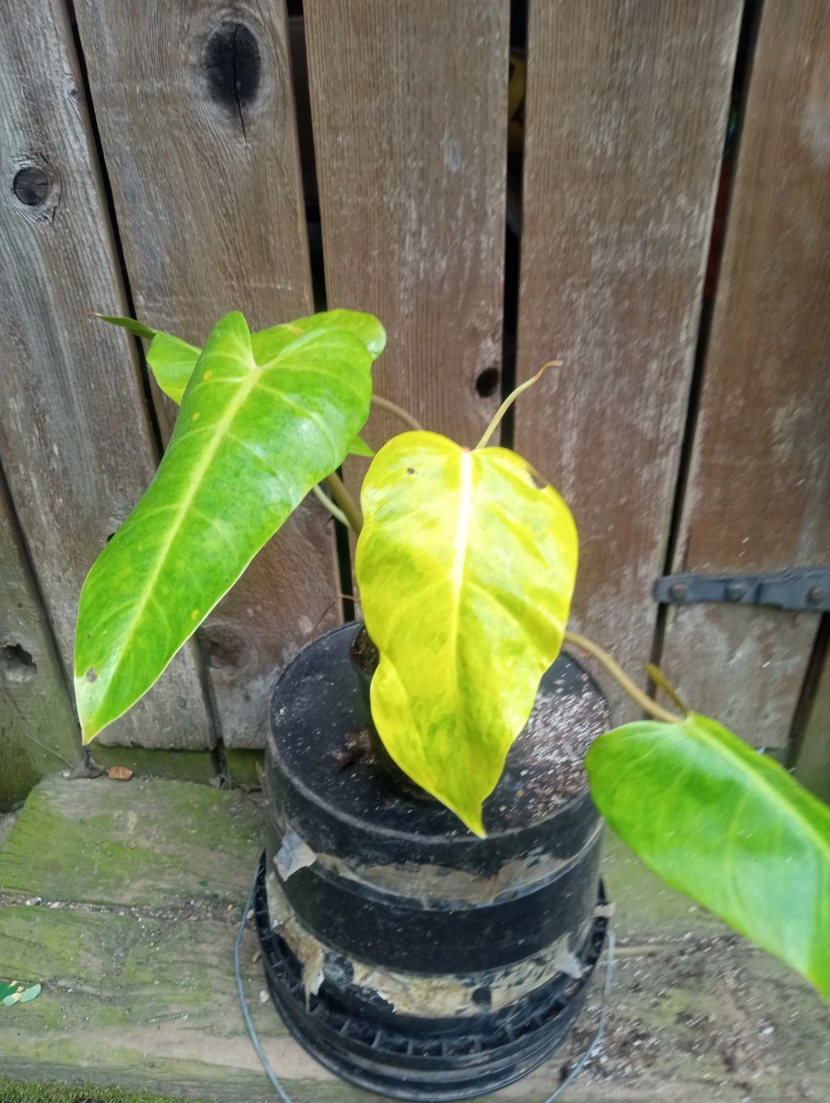 Philodendron Calkins Gold Live Plant - 5 Inch Pot, Variegated Yellow & Green Foliage, Fully Rooted - Philodendron ‘Calkins Gold’