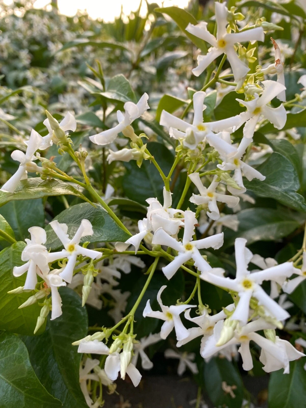 Star Jasmine Cuttings - 7 Unrooted Cuttings for Propagation - Trachelospermum jasminoides - Evergreen Flowering Vine