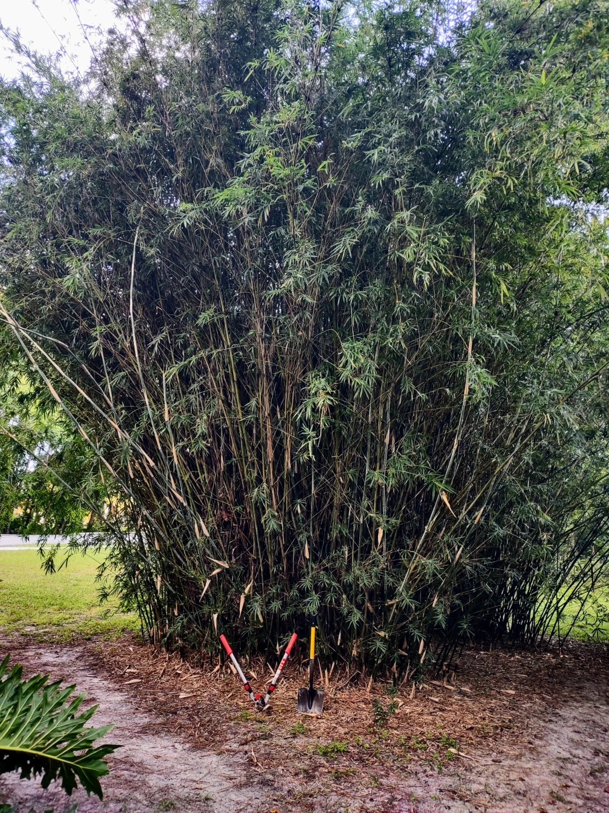 Green Hedge Clumping Bamboo Starter Plant - Live Rooted Bambusa multiplex for Privacy Hedges, Screens, and Gardens