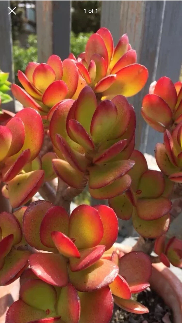 Unrooted Succulent Cutting - Red Akai Jade - Crassula Ovata - Ideal for Propagation and Container Planting