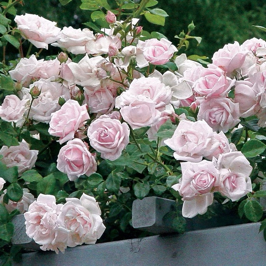 New Dawn Climbing Rose Cuttings Set of 6 Unrooted Live Stems Rosa ‘New Dawn’ Soft Pink for Propagation