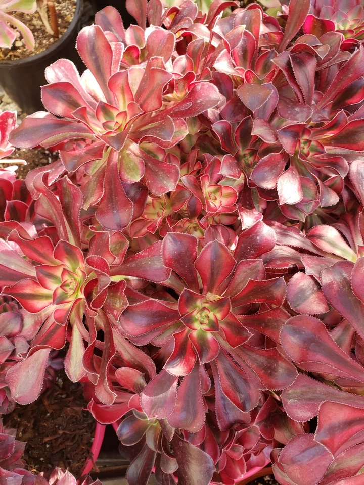 Aeonium Medusa Succulent Cuttings Set of 2 Unrooted Live Rosette Starters for Propagation - Aeonium 'Medusa'