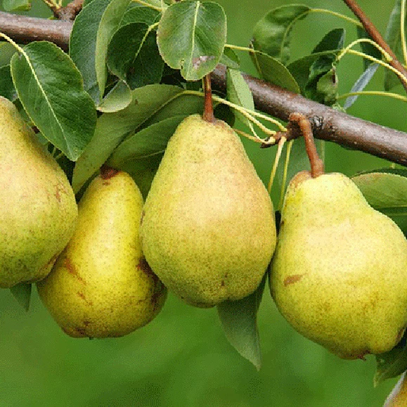 8 Unrooted Kieffer Pear Tree Stem Cuttings - Pyrus communis - Cold Hardy Fruit Tree for Propagation in Cooler Climates