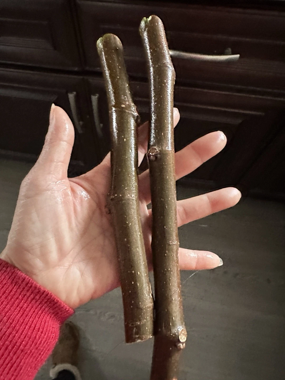Black Madeira Fig Tree Cuttings - 2 Unrooted 6 Inch+ Cuttings, Ficus carica for Propagation, 3 Buds Each