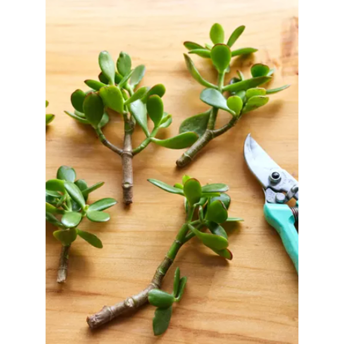 Jade Plant Cuttings – 20 Unrooted Crassula ovata Green Succulent Cuttings for Propagation, 2–5 Inches