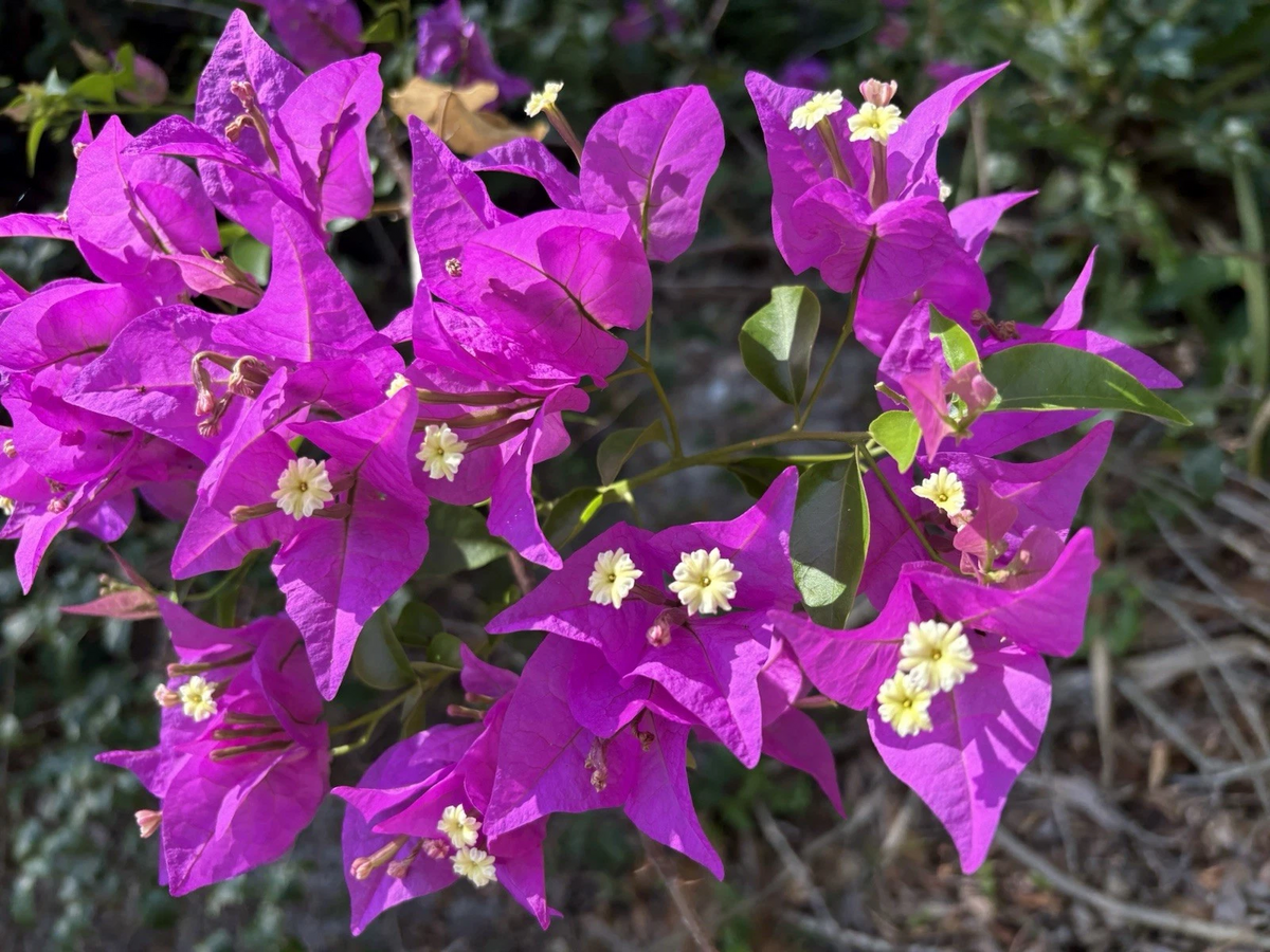 Purple Bougainvillea Cuttings - 6 Unrooted Lavender Flowering Cuttings, Climbing Ornamental Plant - Bougainvillea spp.