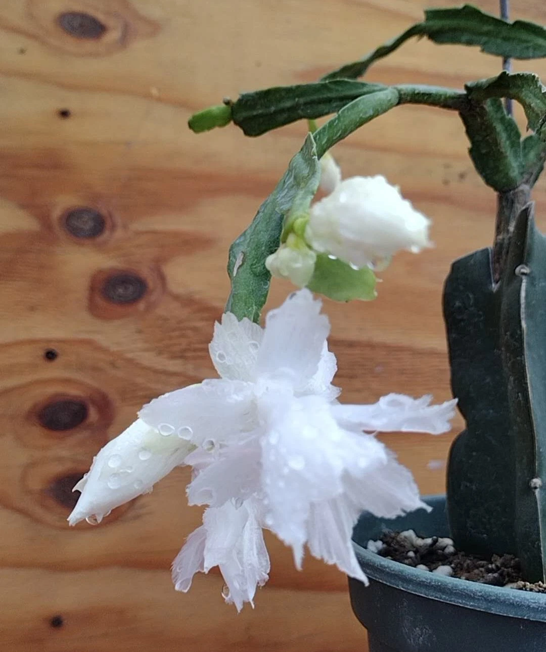 White Flamenco Schlumbergera Cuttings - No Roots - Thanksgiving Christmas Cactus - Indoor Houseplant Propagation - Schlumbergera
