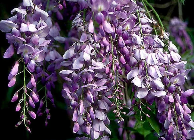 Chinese Wisteria Live Rooted Vine 1-2 Ft Purple Blue Flowers Wisteria Sinensis Climbing Plant for Trellises and Arbors