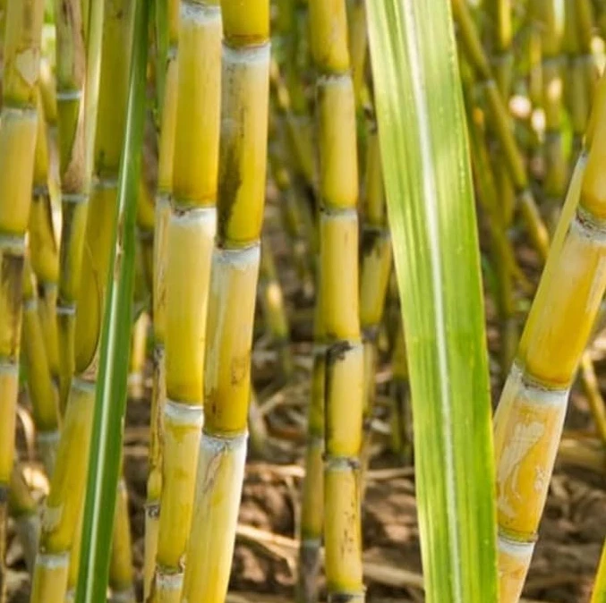 Yellow Sugarcane Plant Cuttings Set of 20 - 18 Inch Long with 3-4 Nodes, Saccharum officinarum for Planting and Propagation