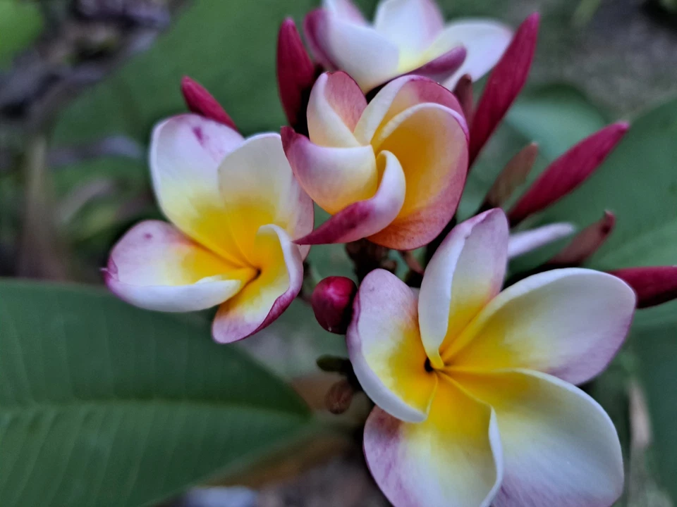 Unrooted Plumeria Cuttings - 2 Frangipani Cuttings 10-12 Inches - Tropical Flowering Tree (Plumeria rubra)
