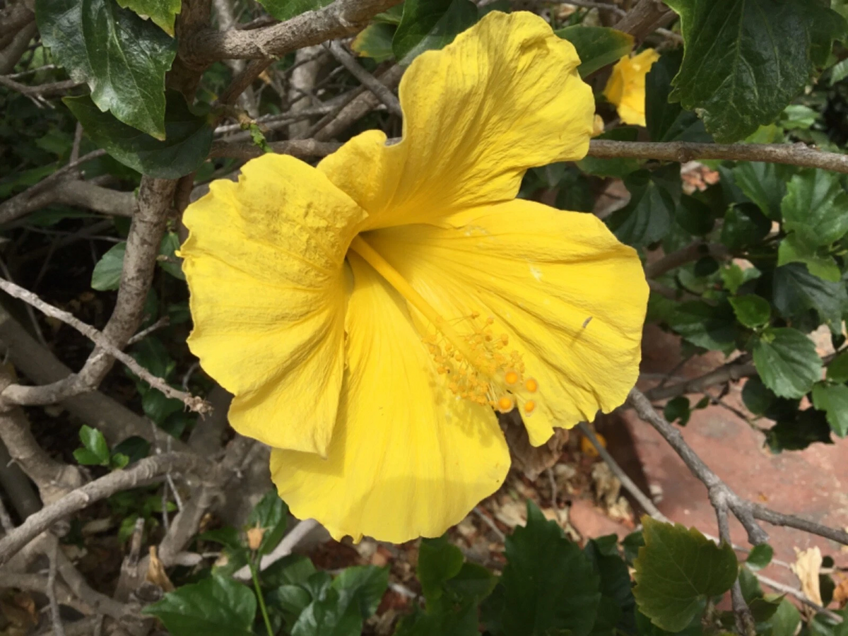 Hibiscus Cuttings – 10 Unrooted Primrose Beauty Cuttings for Indoor/Outdoor Growing – Hibiscus ‘Primrose Beauty’