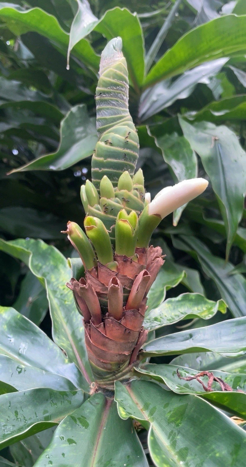 Yellow Spiral Ginger Rooted Cuttings - 3 Live Plants, Dimerocostus Strobilaceus, Tropical Ornamental, Hawaii Grown