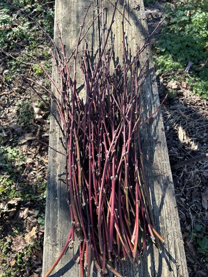 Nectarine Fruit Tree Cuttings - Set of 5 Softwood Cuttings for Propagation - Prunus persica var. nucipersica