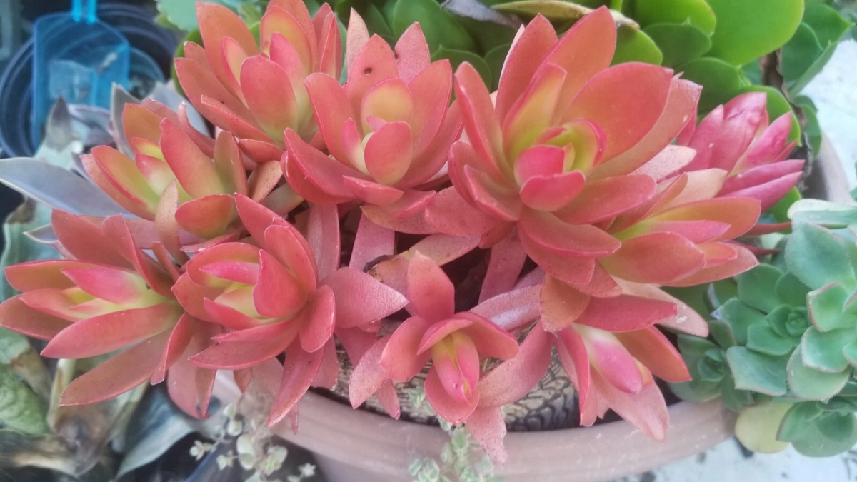 Campfire Succulent Cuttings Set of 3 | Crassula Capitella 'Campfire' | Colorful Red, Orange, Green Foliage for Propagation