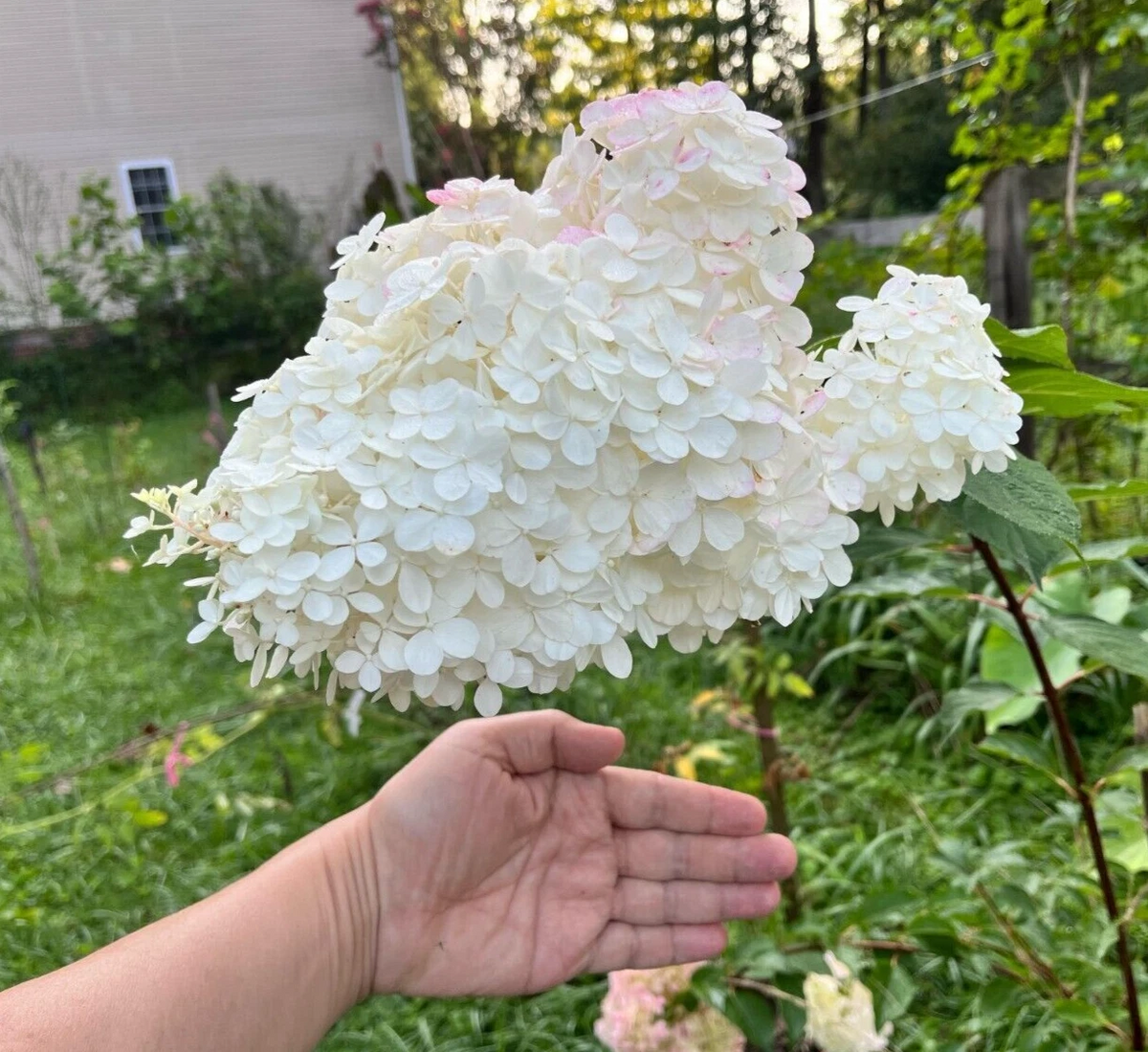 Unrooted Cuttings Bulk Set - Vanilla Strawberry Hydrangea - Hydrangea paniculata - 18 Fresh Cuttings for Propagation