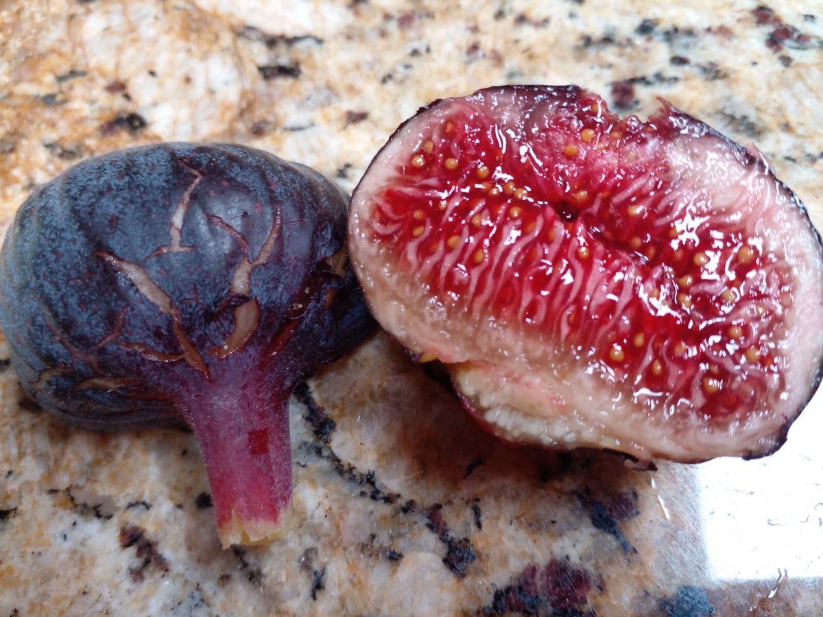 Unrooted Fig Cuttings Set of 2, Cherry Cordial Variety, Ficus carica ‘Cherry Cordial’, Sweet Dark Red Fruit for Propagation