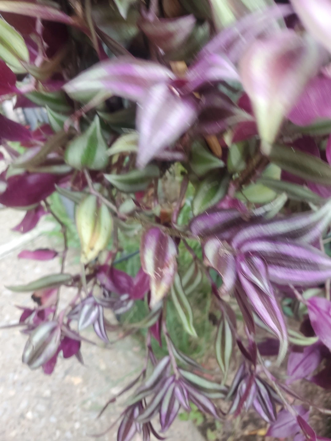 15 Wandering Jew Tip Cuttings - Unrooted Tradescantia Zebrina Cuttings with Aerial Roots - Indoor Plant Propagation 12 Inch Long