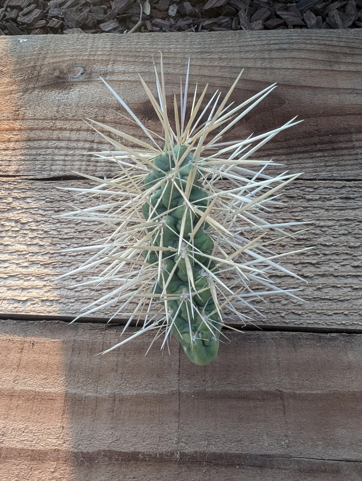 Jumping Cholla Cactus Cutting - Unrooted Segment for Desert Garden - Cylindropuntia Fulgida - Live Plant for Planting