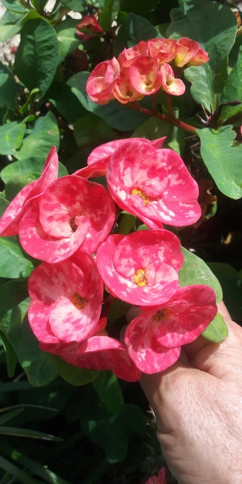 Crown of Thorns Cutting - 10 Inch Unrooted Euphorbia milii Thai Hybrid - Succulent Plant for Propagation and Gardening