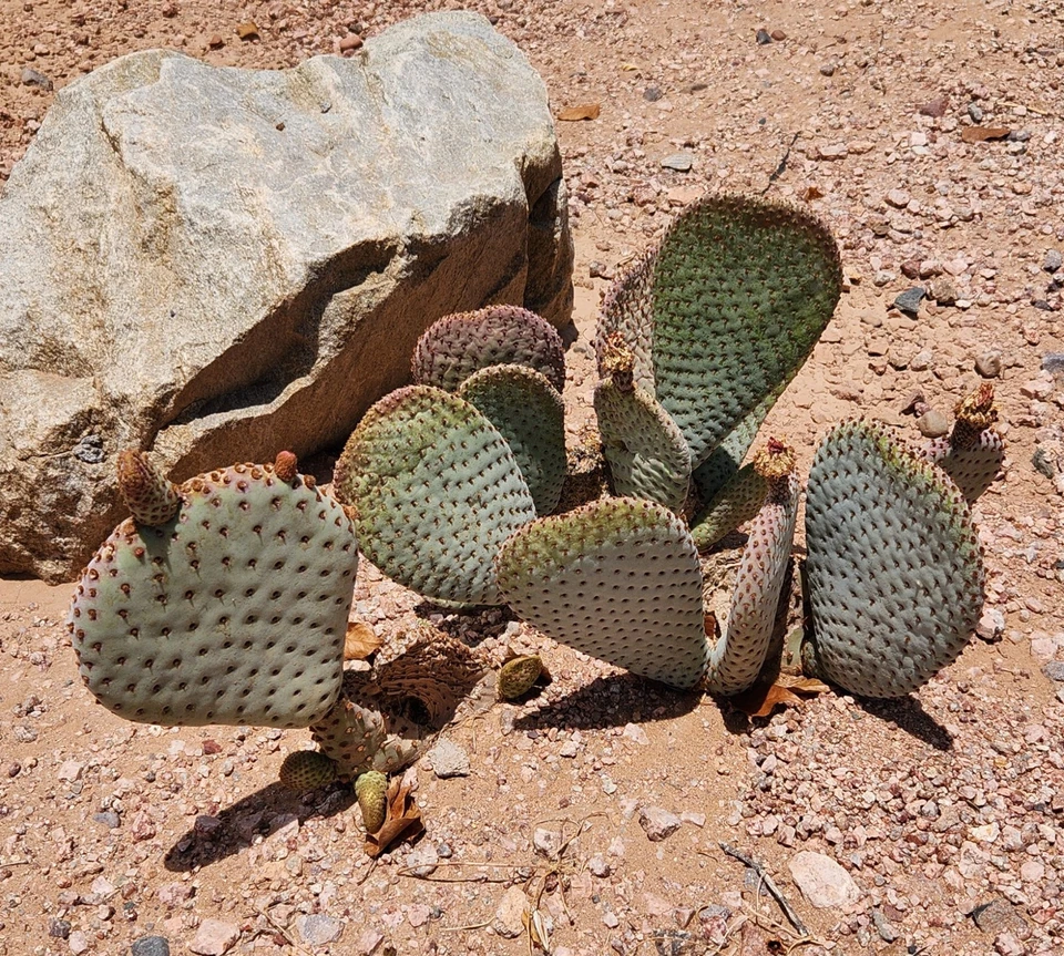 Unrooted Beavertail Prickly Pear Cactus Pad Cutting - Opuntia basilaris - Ornamental Desert Plant for Propagation and Xeriscaping