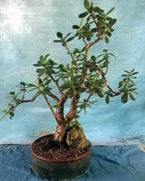 Crosby's Compact Jade Plant - Large Live Succulent Crassula Ovata - Green Fleshy Leaves, Ideal Indoor Houseplant
