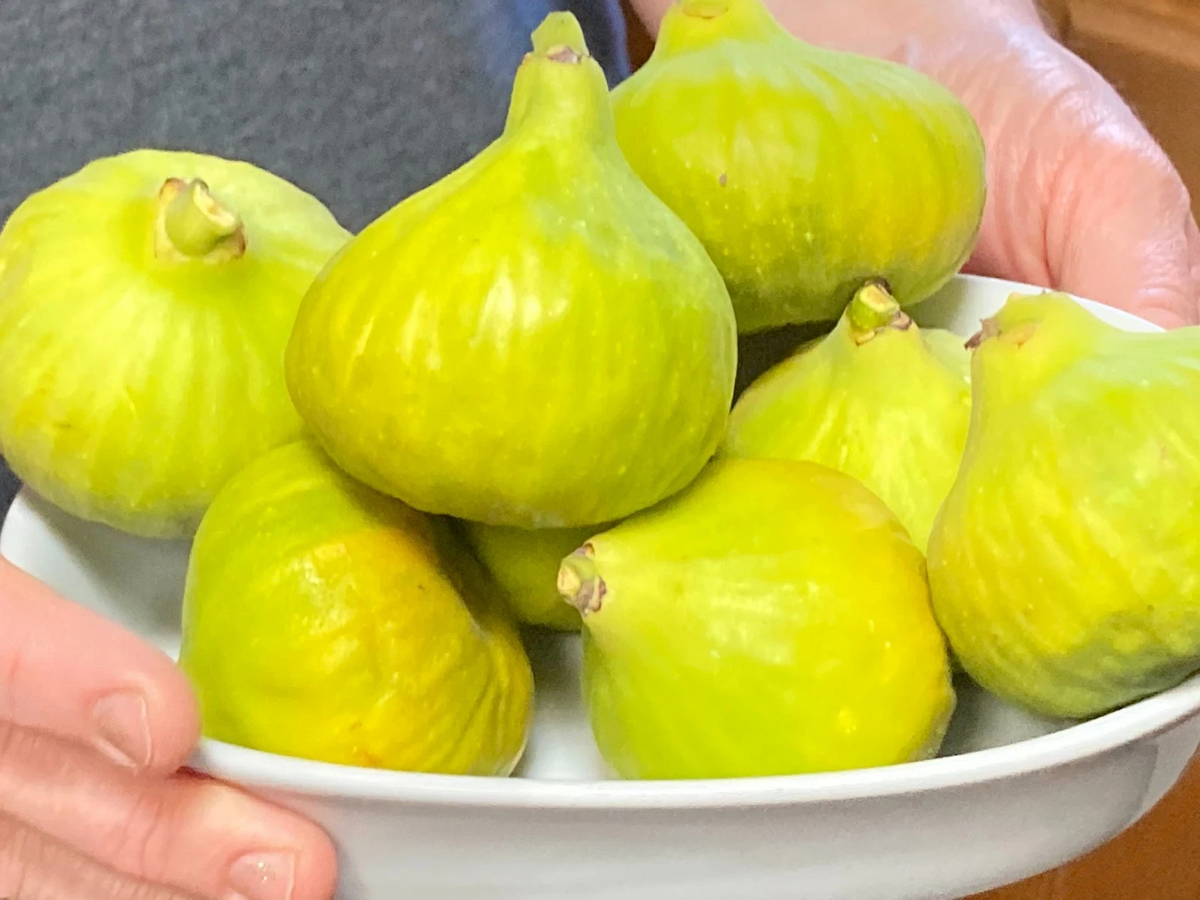 Desert King Fig Tree Cuttings Set of 8 Unrooted Scions for Propagation Ficus carica ‘Desert King’ Fruit Trees