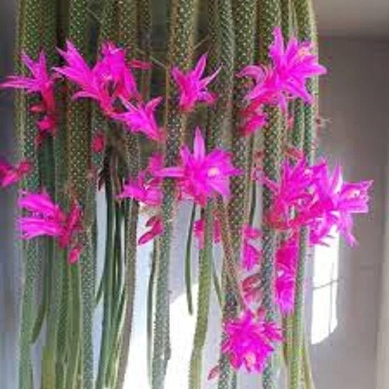 Rat Tail Cactus Cuttings 4 Pack Unrooted Aporocactus flagelliformis Trailing Cactus for Propagation and Hanging Baskets