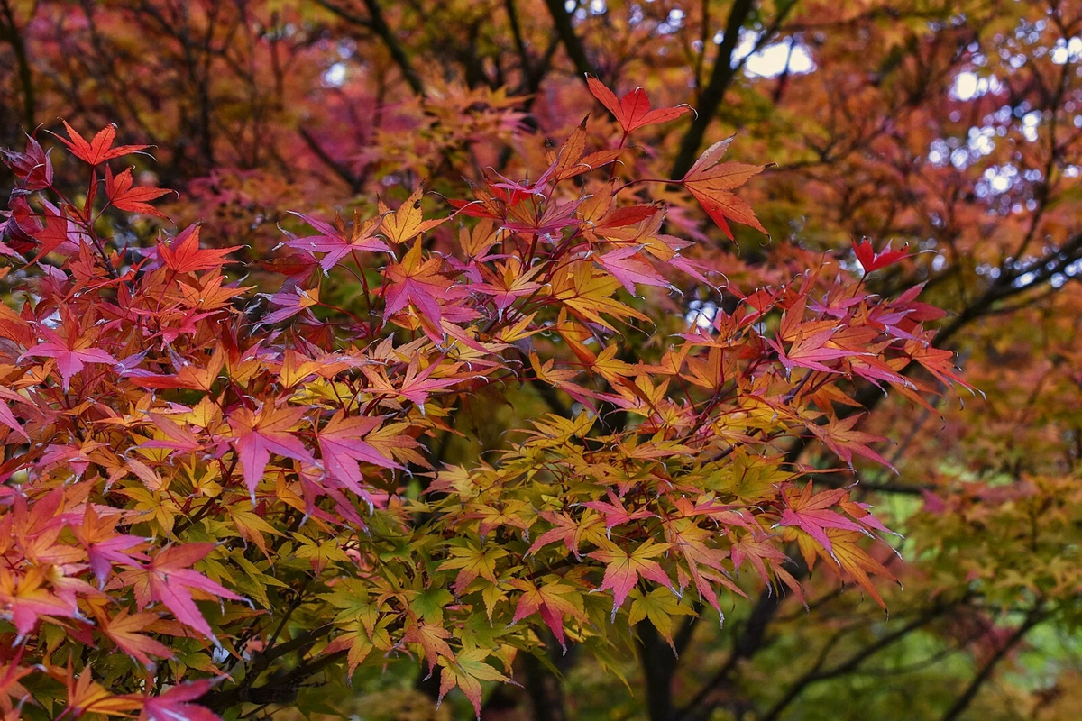 Japanese Maple Cuttings - 15 Fresh Acer Palmatum Cuttings, Ornamental Tree for Planting and Propagation