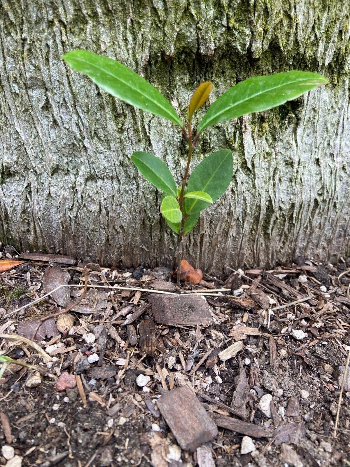 Carolina Cherry Laurel Seedlings - 5 Live Rooted Plants for Hedge or Landscape - Prunus caroliniana, Evergreen Shrub