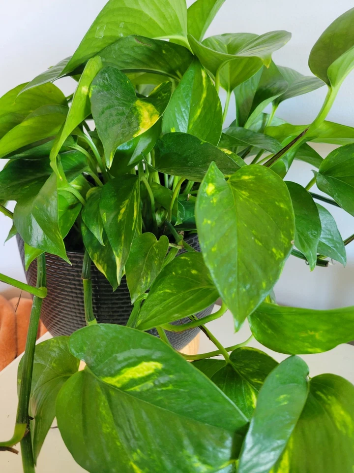 Pothos Cuttings – 3 Unrooted Hawaiian Cuttings, Golden Variegated Indoor Houseplant, Epipremnum aureum