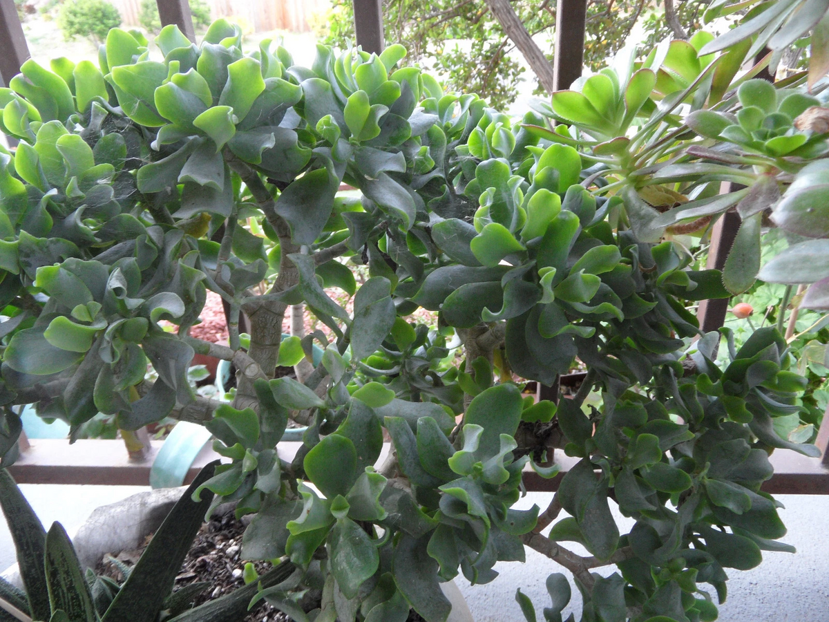 Ripple Jade Cuttings - 3 Pack, 4-5" Curly Jade Succulent Stems, Crassula arborescens undulatifolia, Easy-Rooting Indoor Plant