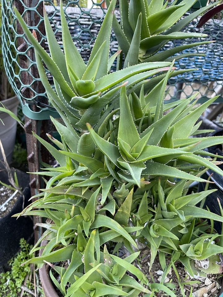 Climbing Aloe Cuttings 3 Pack - Trailing Succulent for Indoor/Outdoor - Aloe ciliaris - Unrooted Propagation Starter