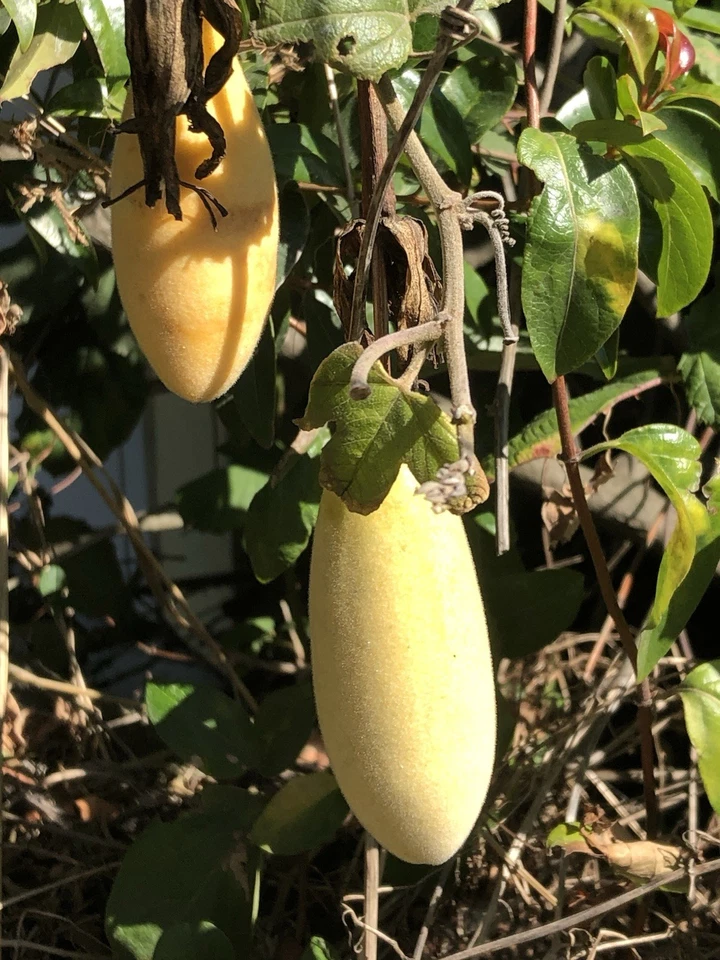 Banana Passionfruit Cuttings – 4 Live Passiflora tripartita Cuttings for Planting, Tropical Vine Propagation