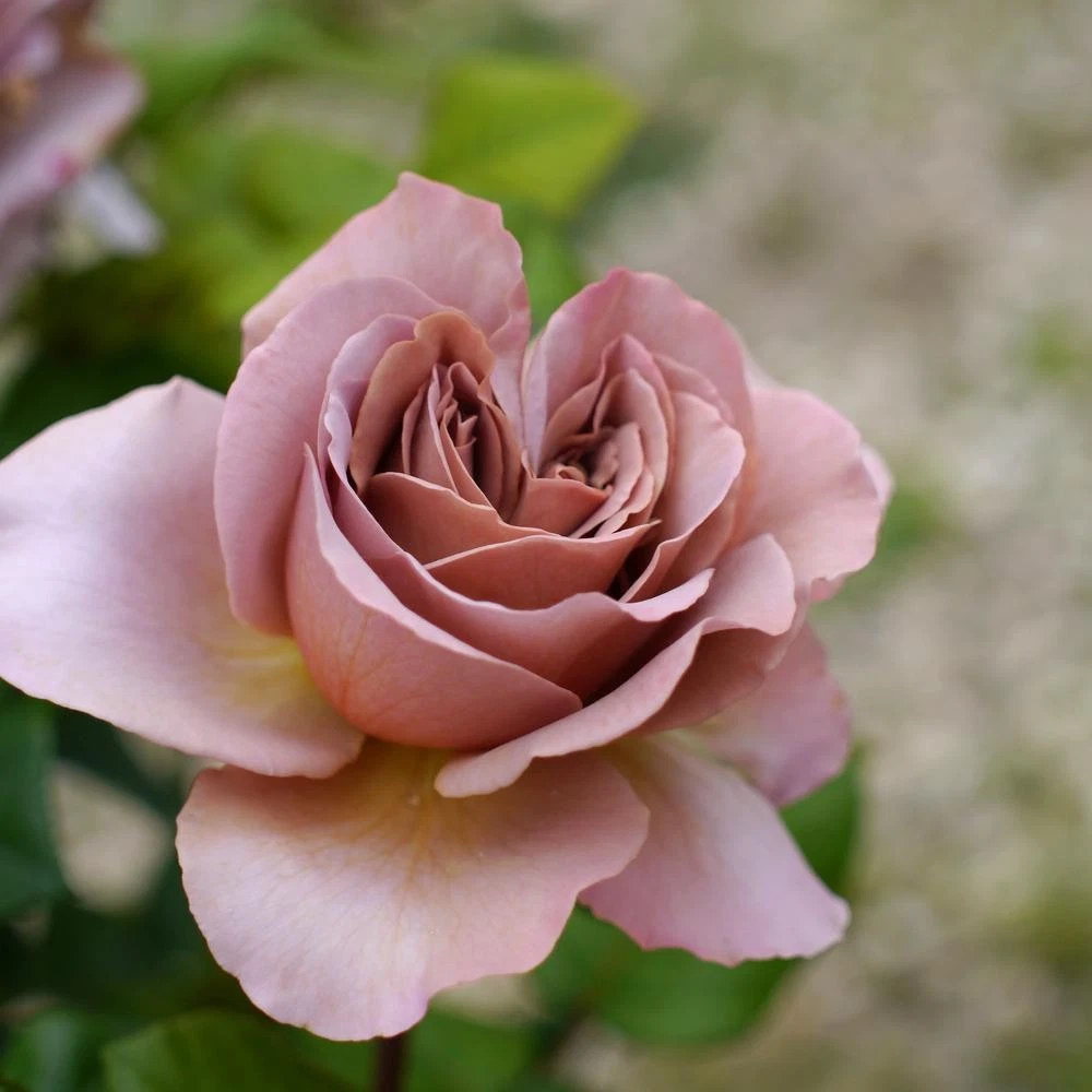 Unrooted Cafe Latte Rose Cuttings Set of 3 - Rare Rosa 'Cafe Latte' for Rooting or Grafting, Beige & Blush Toned Blooms