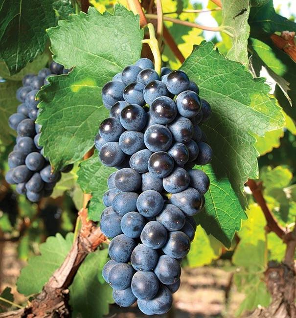 Concord Grape Cuttings 10 Unrooted Pieces Vitis labrusca for Rooting Fruit Vine Planting