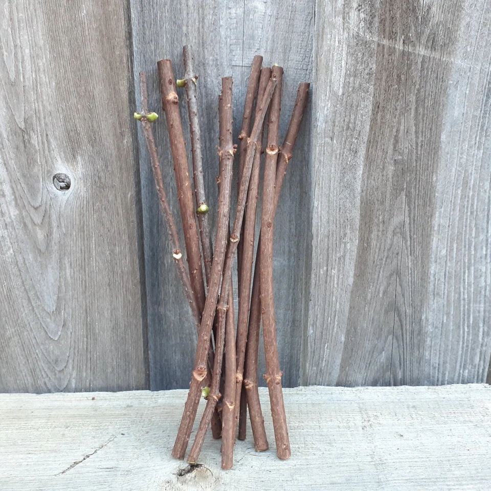 Adams American Elderberry Cuttings – 8 Unrooted Sambucus canadensis Cuttings, 8–10 Inch for Propagation