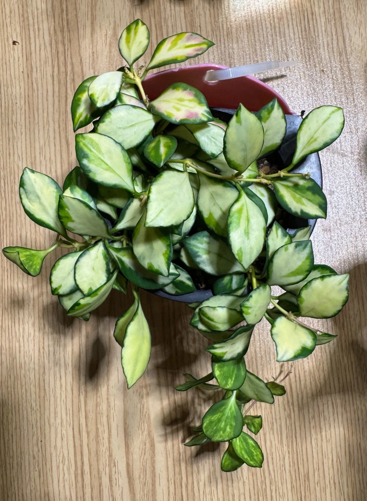 Hoya Cutting 2 Node Inner Variegated Live Unrooted Hoya heuschkeliana for Indoor Propagation