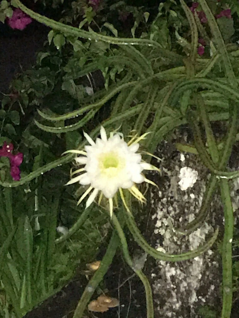 Night Blooming Cereus Cuttings Set of 4 - Epiphyllum oxypetalum Cactus with Large White Night Flowers - Queen of the Night