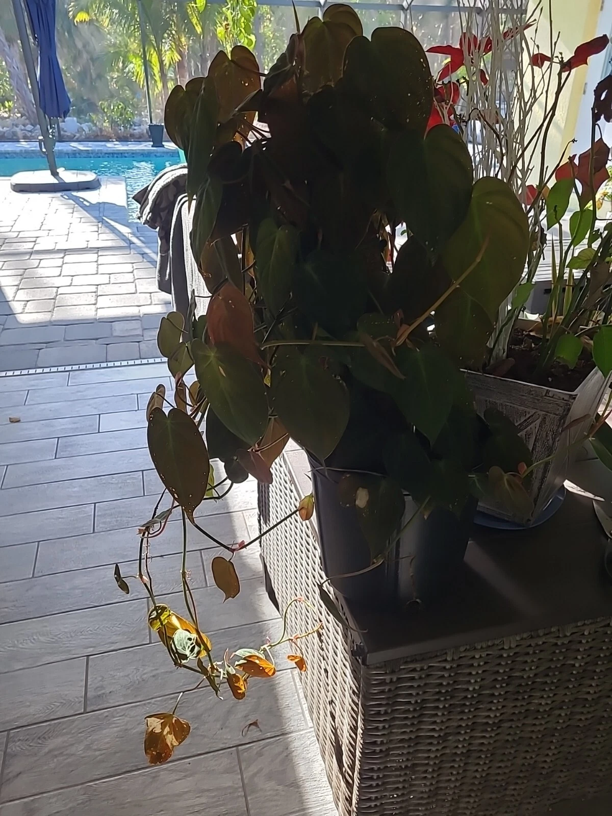 Philodendron Micans Cutting, 2 Node Starter Cutting, Velvet Leaf Indoor Vine Plant, Philodendron hederaceum ‘Micans’