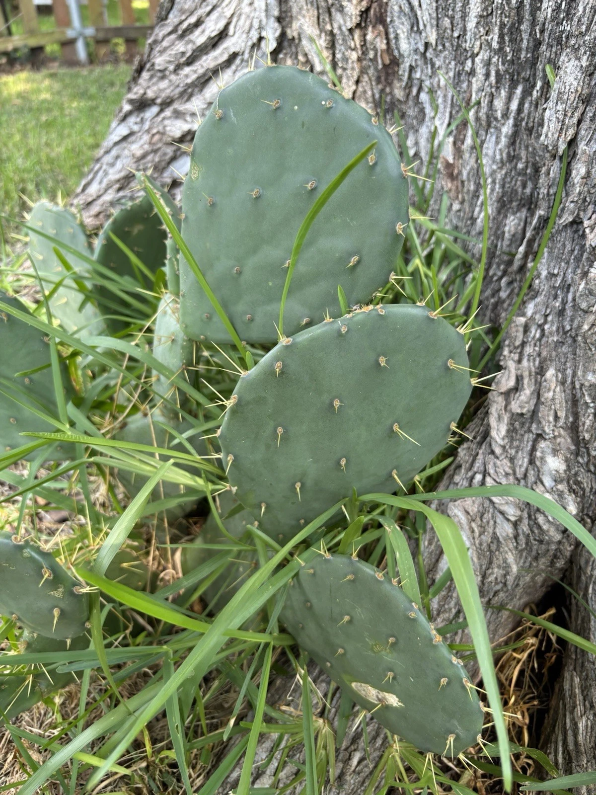 Opuntia Engelmannii Cactus Cutting 3 Pads Live Plant Starter - Prickly Pear Cactus - Bare Root Propagation Cutting