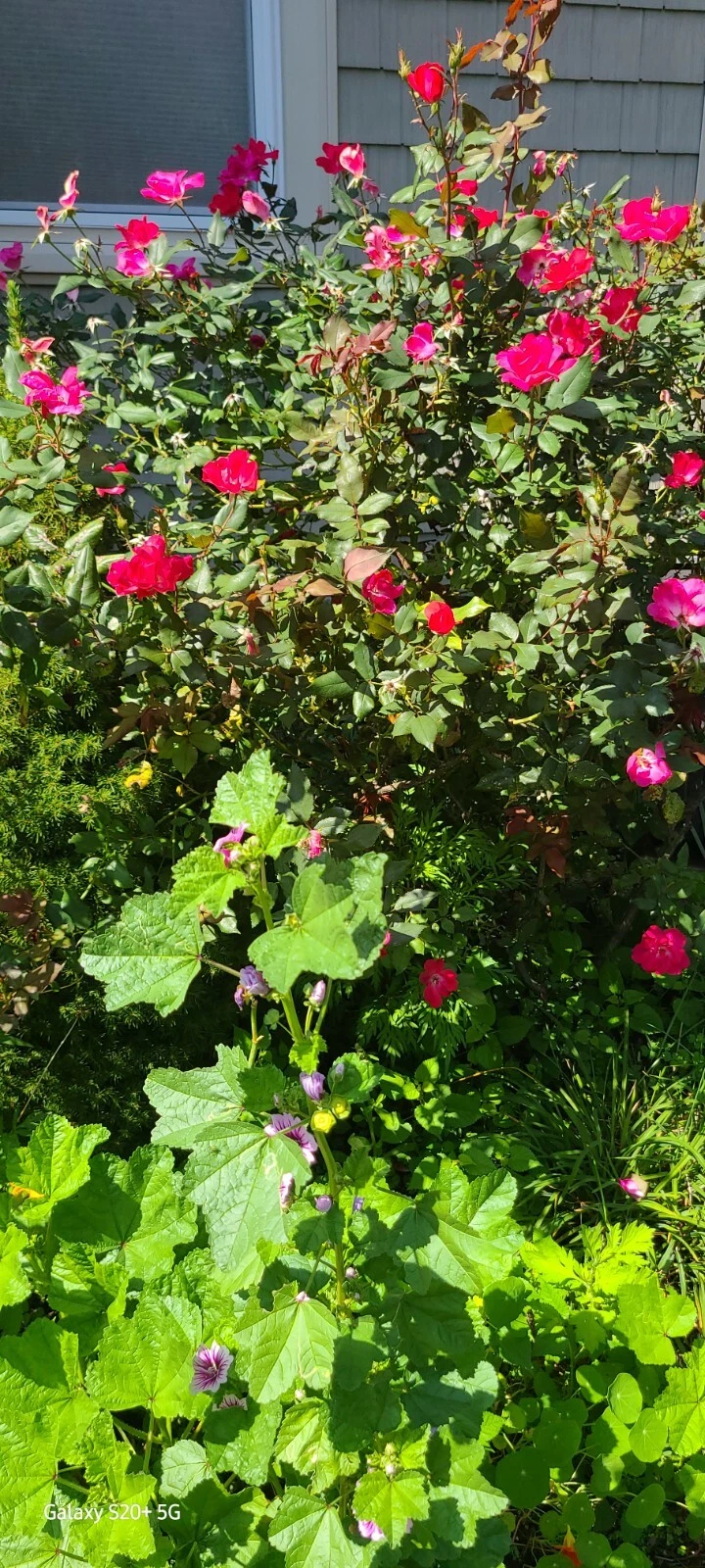 Rugosa Red Rose Cuttings - 10 Unrooted Propagation Cuttings, Rosa rugosa 'Robusta', 5–8 Inches Long for Gardening