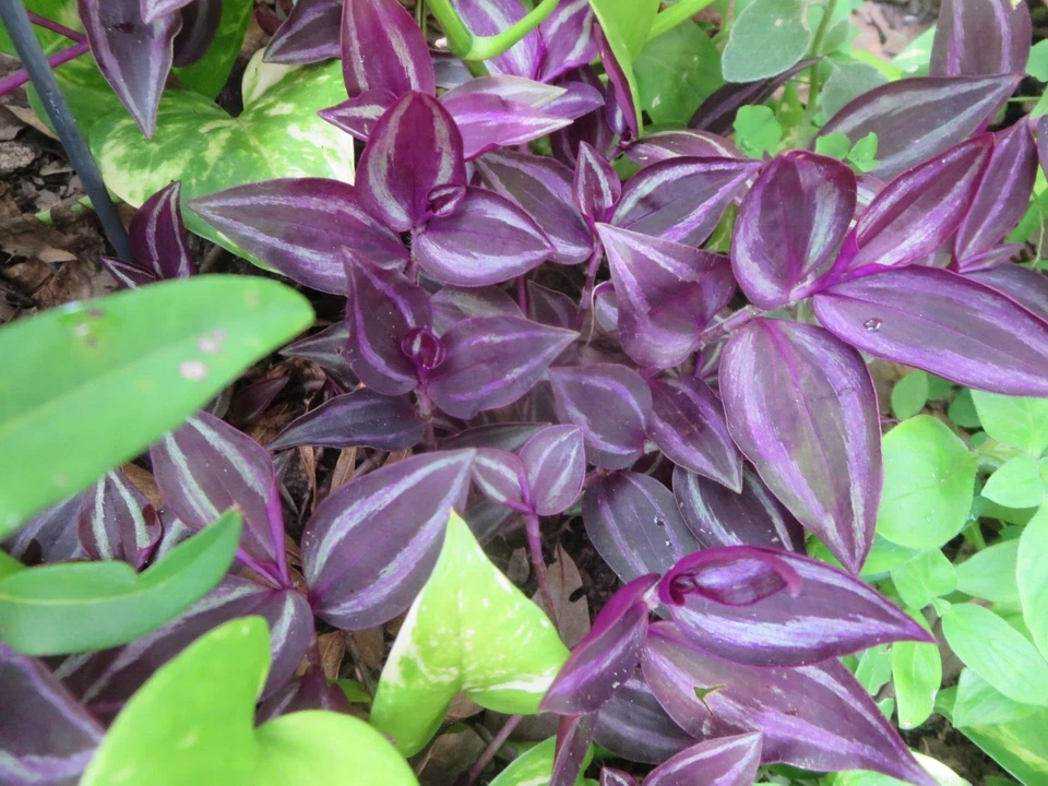 Wandering Jew Cuttings 10 Unrooted Burgundy Tradescantia Zebrina Live Houseplant for Indoor Gardening and Propagation