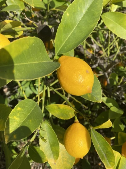 Meyer Lemon Cuttings - 6 Unrooted Citrus × meyeri for Propagation - Ideal for Grafting & Container Growing