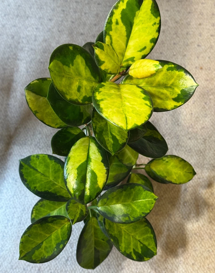 Hoya Australis Lisa Single Node Cutting - Variegated Wax Plant Live Cutting for Propagation - Hoya australis ‘Lisa’
