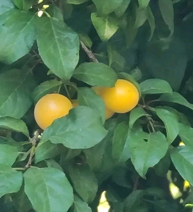 Marianna Yellow Plum Tree Cuttings - 3 Live Unrooted Cuttings for Propagation - Prunus Cerasifera 'Marianna'