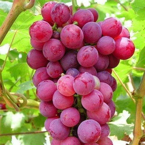 Pink Grape Vine Cuttings - 5 Cold-Hardy Vitis Cuttings for Cool Climate Gardens - Ideal for Propagation and Trellis Planting